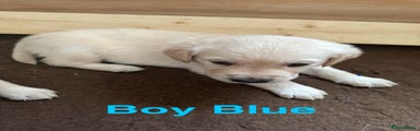Boy Blue