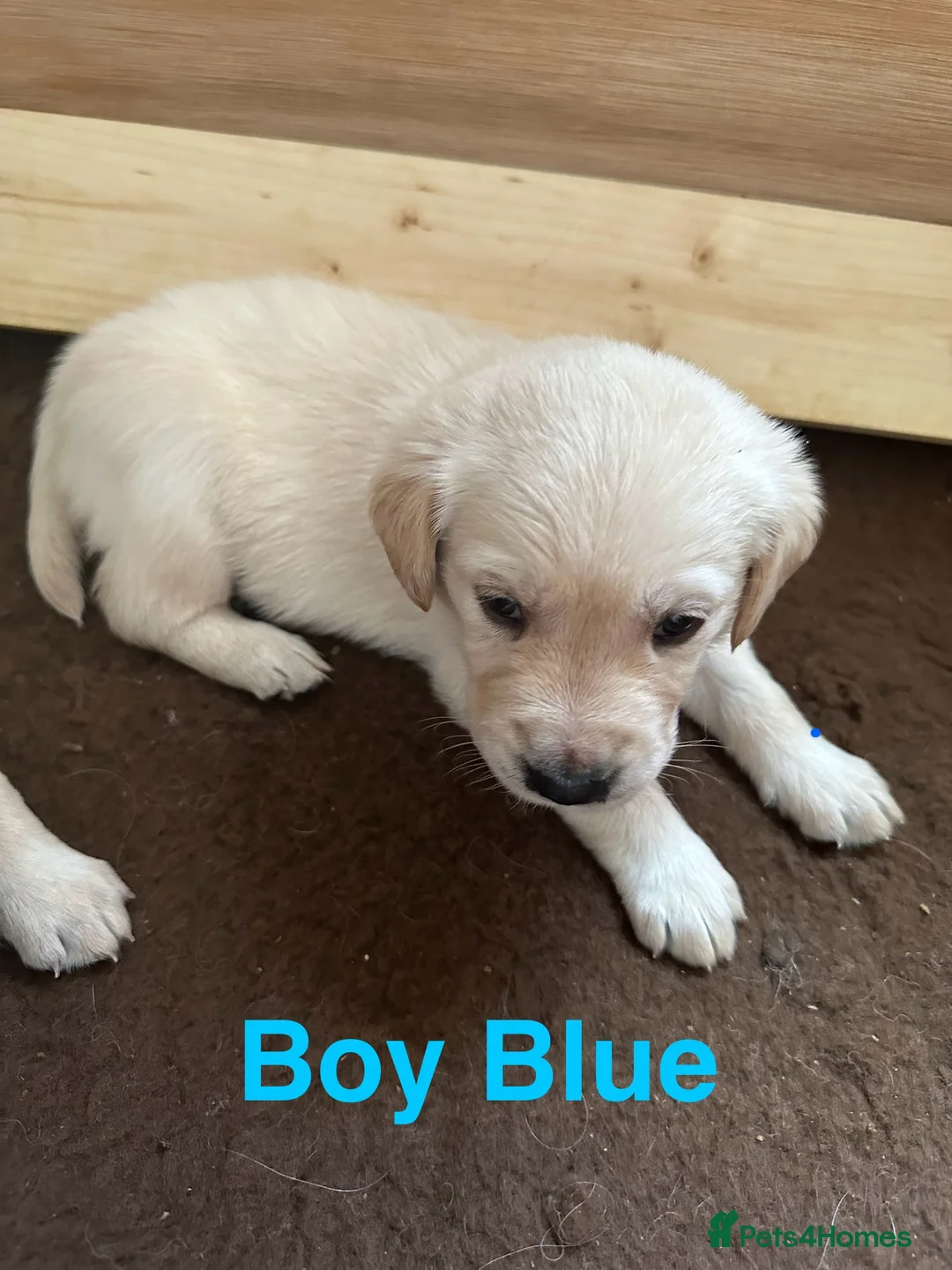 Goldador dogs for sale: Goldadors from KC registered parents - READY NOW - Advert 12