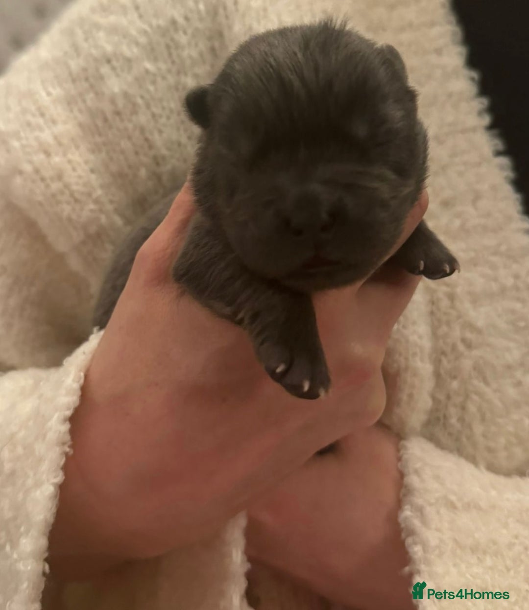 Chow Chow dogs for sale: KC reg chow chows  - Advert 8