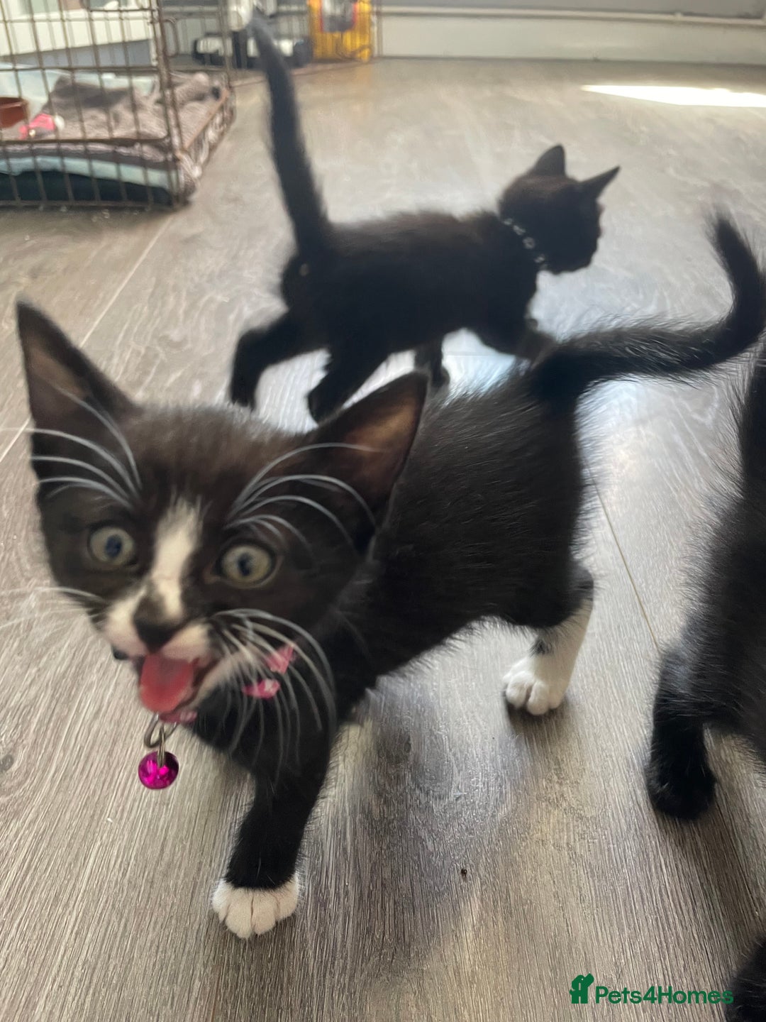 Mixed Breed cats for sale: 2 kittens available  - Image 2