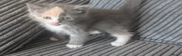 Domestic Shorthair cats for sale: 6 adorable kittens  - Advert 17