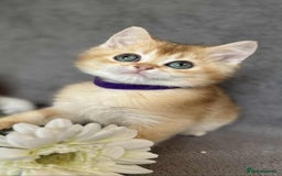British Shorthair cats for sale: Beautiful British Shorthair kittens 🫶 - Image 6