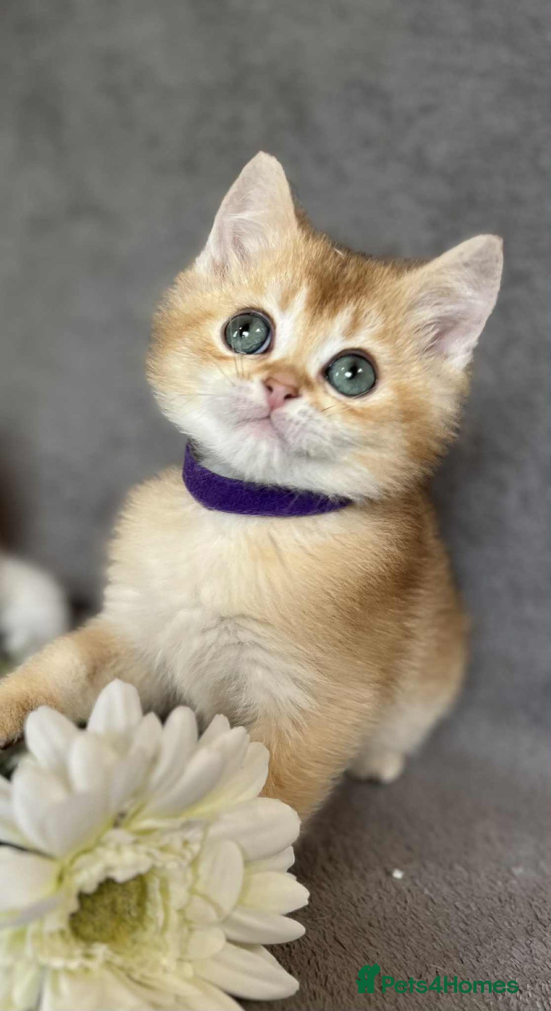 British Shorthair cats for sale: Beautiful British Shorthair kittens 🫶 - Image 6