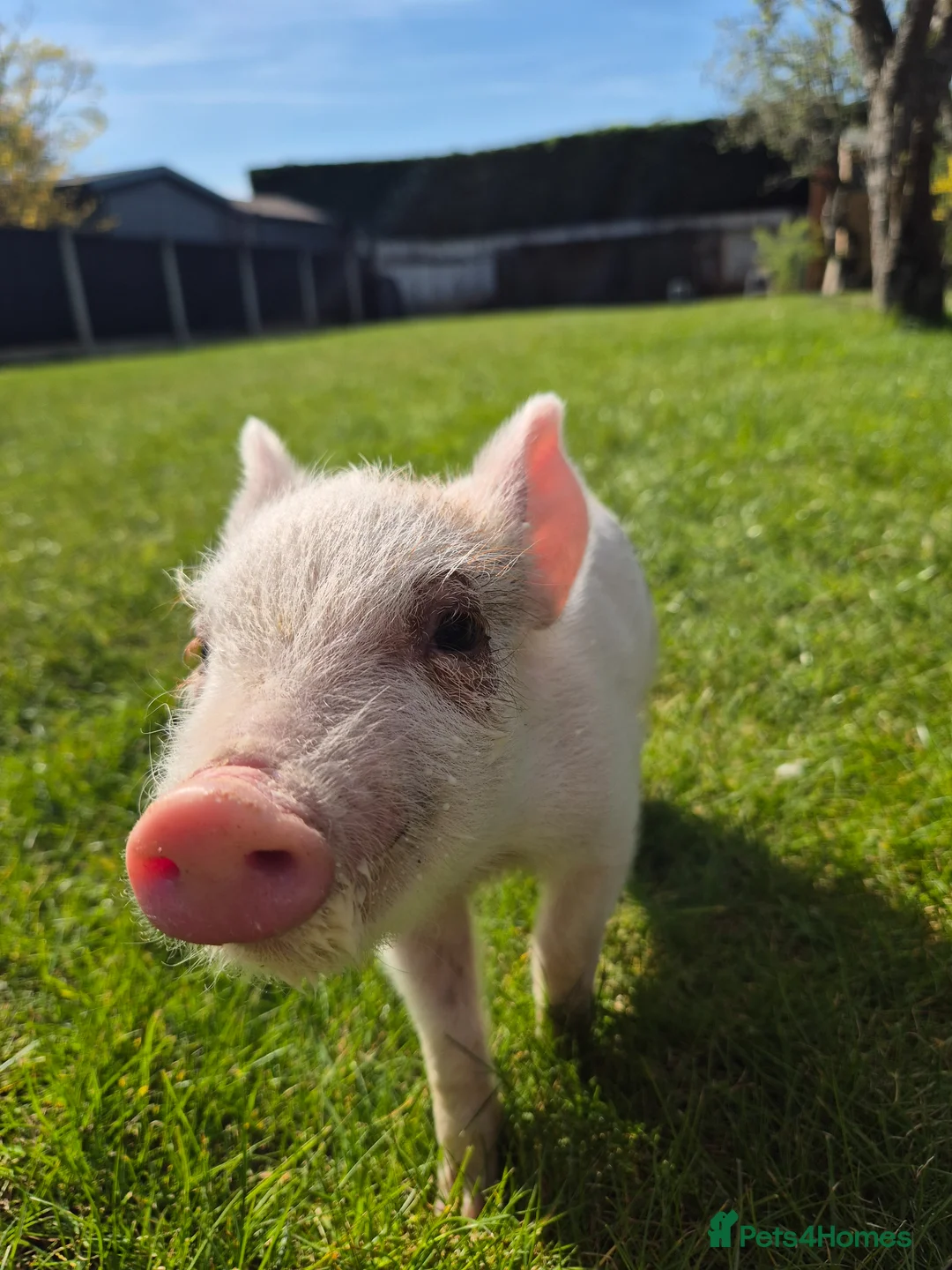 Pig livestock for sale: Piglet for sale - Advert 1