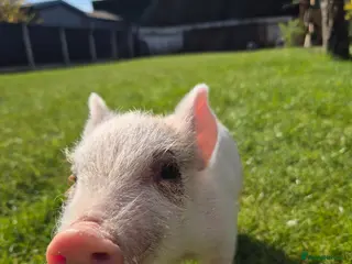 Pig livestock Piglet for sale - Advert 1