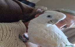 Cockatoo birds for sale: Cockatoo - Image 9