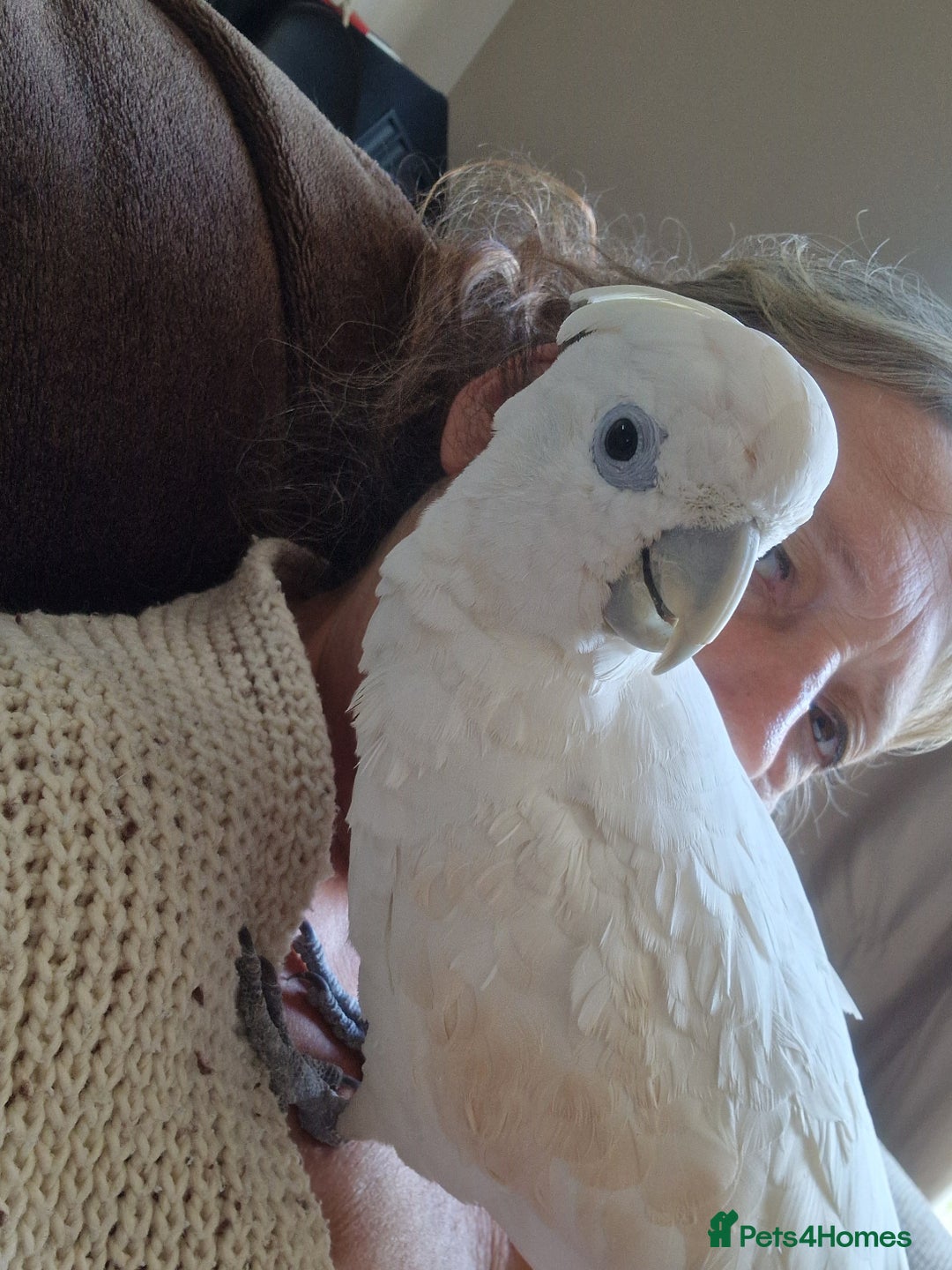 Cockatoo birds for sale: Cockatoo - Image 9