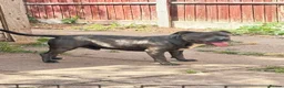 Staffordshire Bull Terrier dogs for sale: 10 Gorgeous blue staffy puppies  - Advert 12