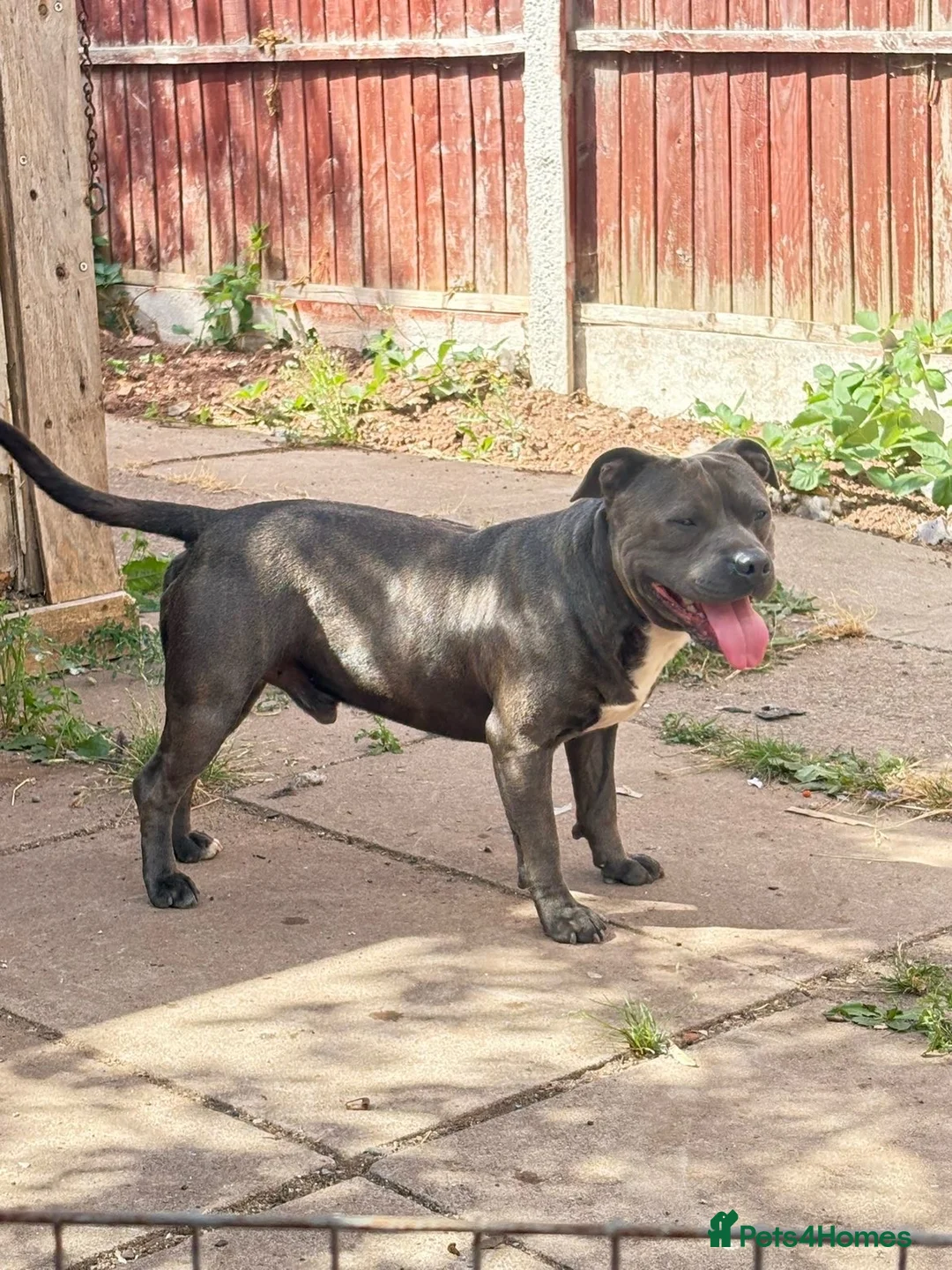 Staffordshire Bull Terrier dogs for sale: 10 Gorgeous blue staffy puppies  - Advert 12