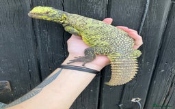 Lizard reptiles for sale: Baby Moroccan Uromastyx  - Image 6