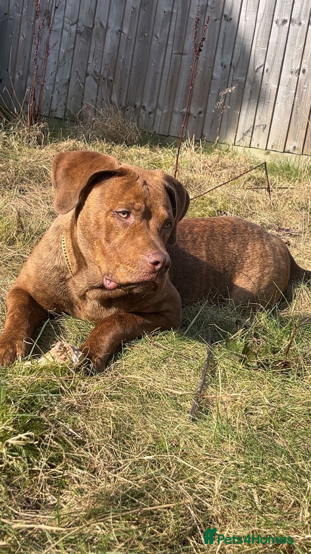 Mixed Breed dogs for sale: Mixed Breed - Hazel - Advert 1