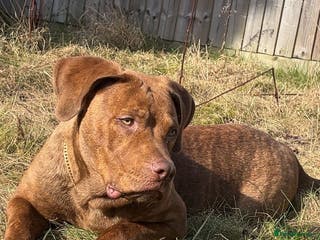 Mixed Breed dogs Mixed Breed - Hazel - Advert 6