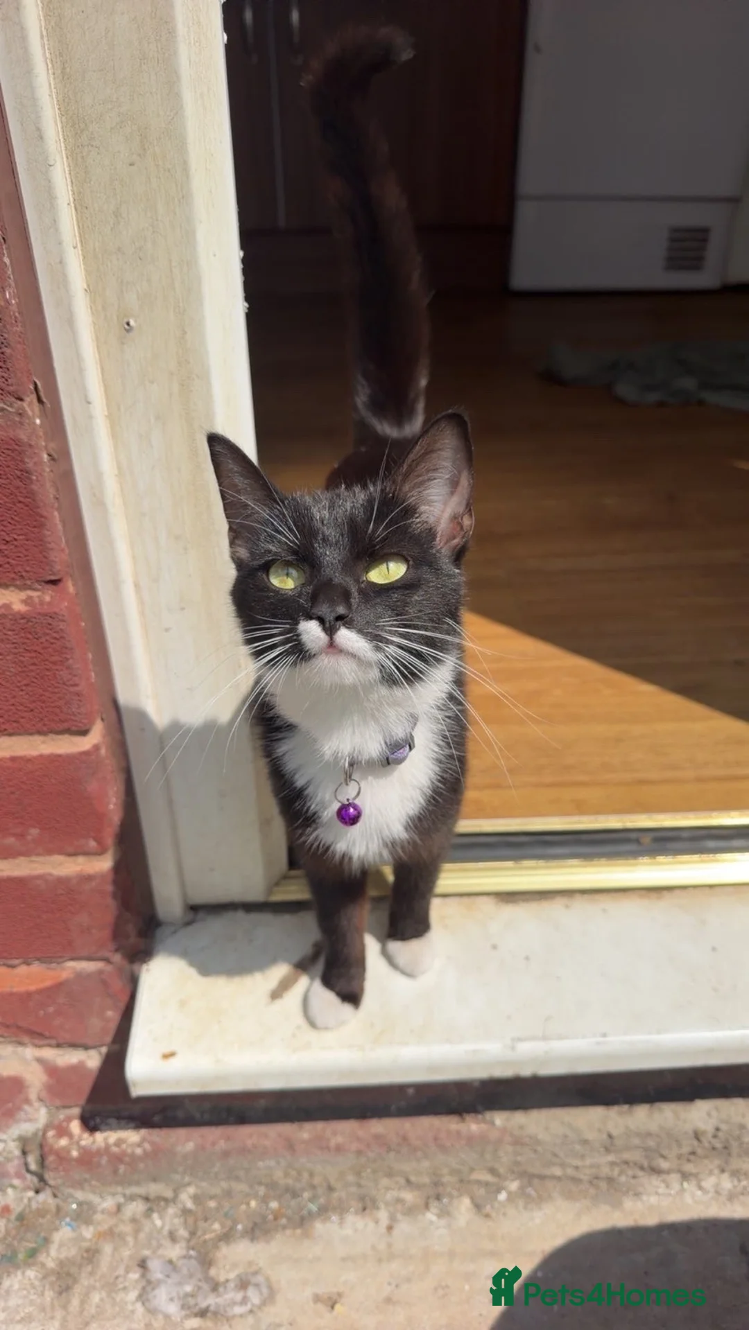 Mixed Breed cats for sale: Single Male Kitten  - Advert 2