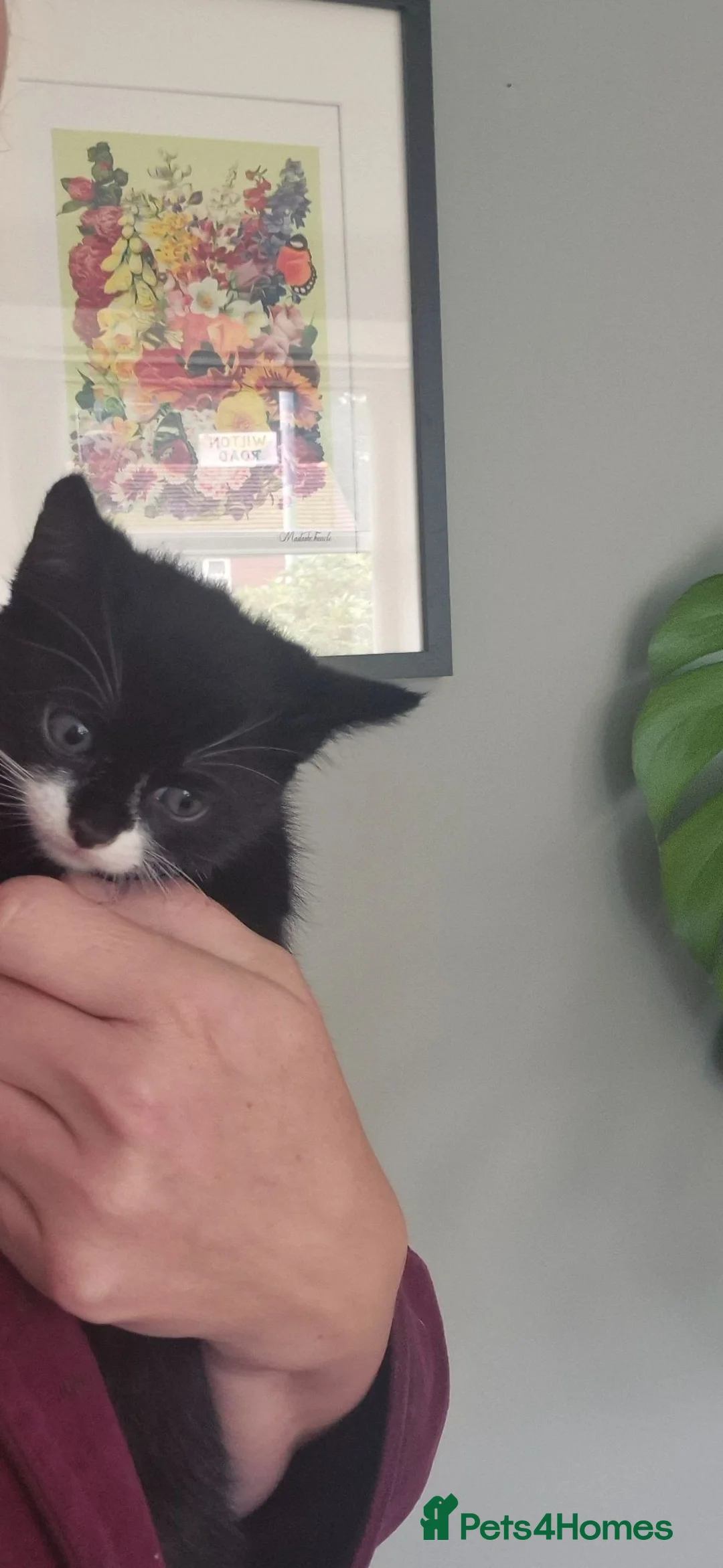 Mixed Breed cats for sale: 5 gorgeous black and white kittens  - Advert 2