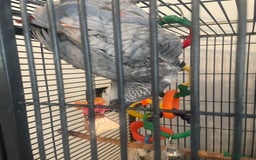 Parrots birds for sale: African grey parrot  - Image 2