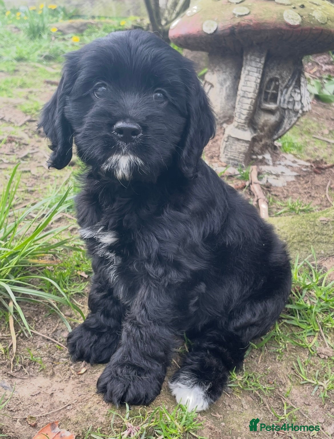 Cockapoo dogs Beautiful American cockapoo baby girl  - Advert 9