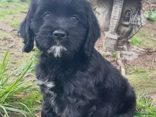 Cockapoo dogs Beautiful American cockapoo baby girl - Advert 9