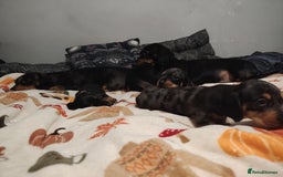 Miniature Dachshund dogs for sale: KC Register miniature dachshunds smooth coat - Image 13
