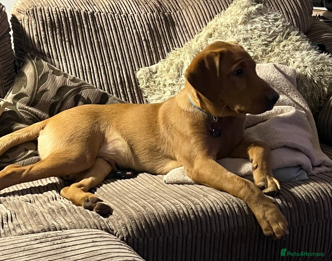 Labrador Retriever dogs for sale: 2 Beautiful Fox red pups for a loving family. - Advert 8