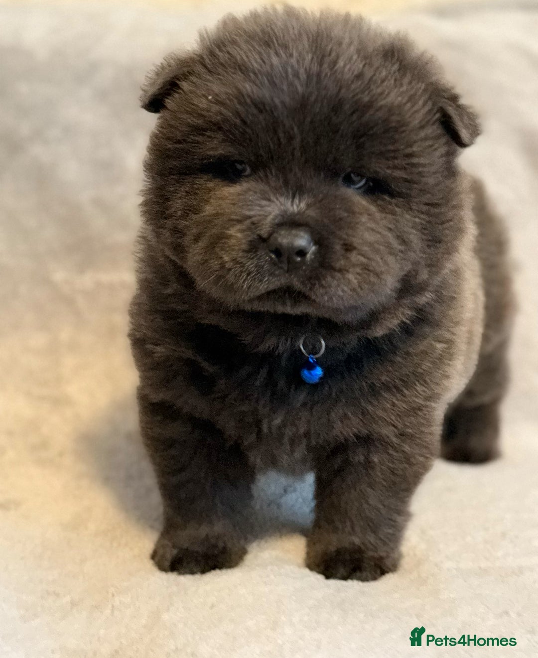 Chow Chow dogs for sale: KC Reg Chow Chow Puppies  - Advert 24