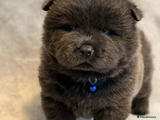 Chow Chow dogs KC Reg Chow Chow Puppies - Advert 5