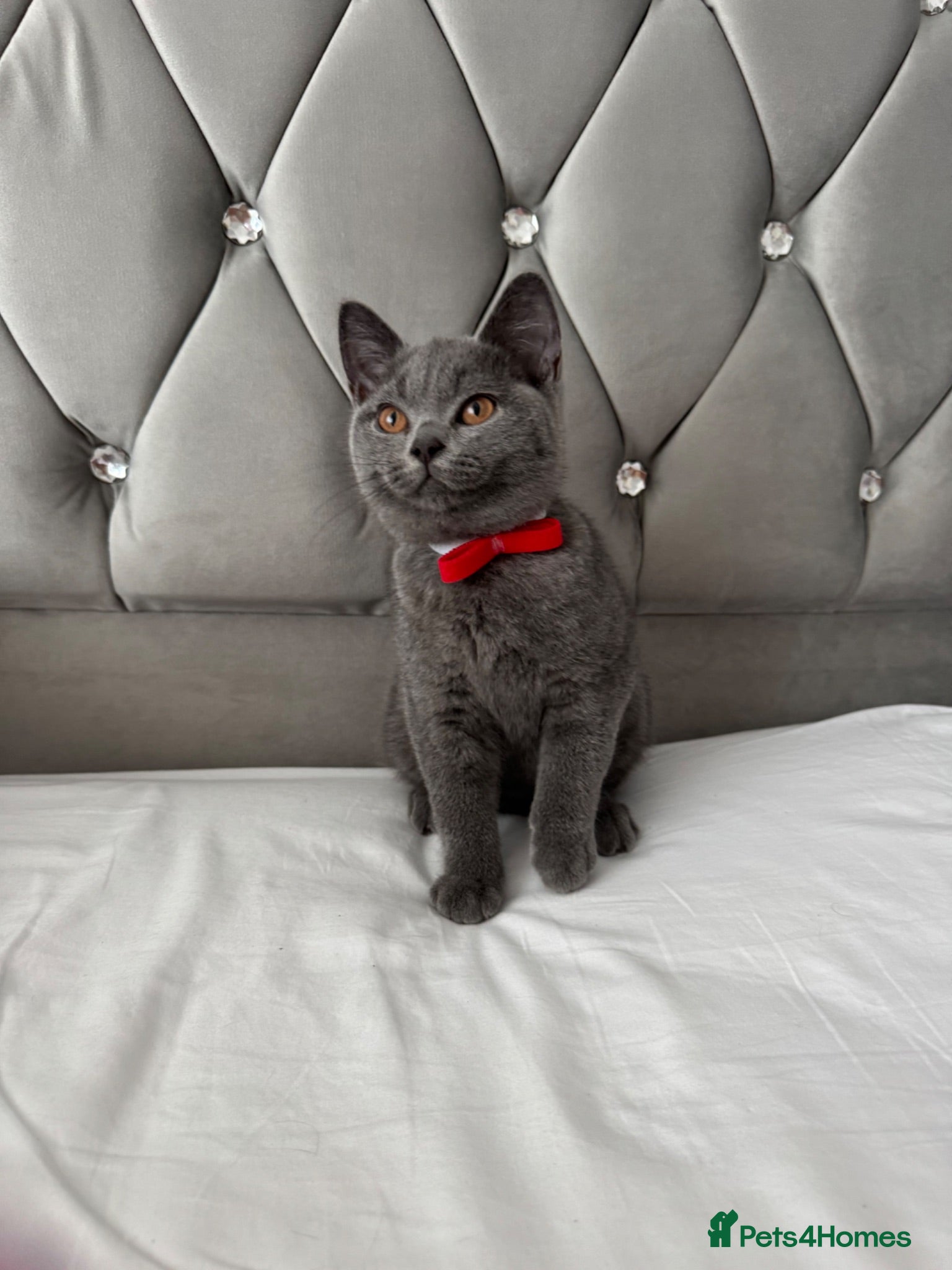 British Shorthair cats Beautiful  Blue British Shorthair Kittens  - Advert 3
