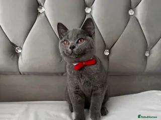 British Shorthair cats Beautiful Blue British Shorthair Kittens - Advert 3