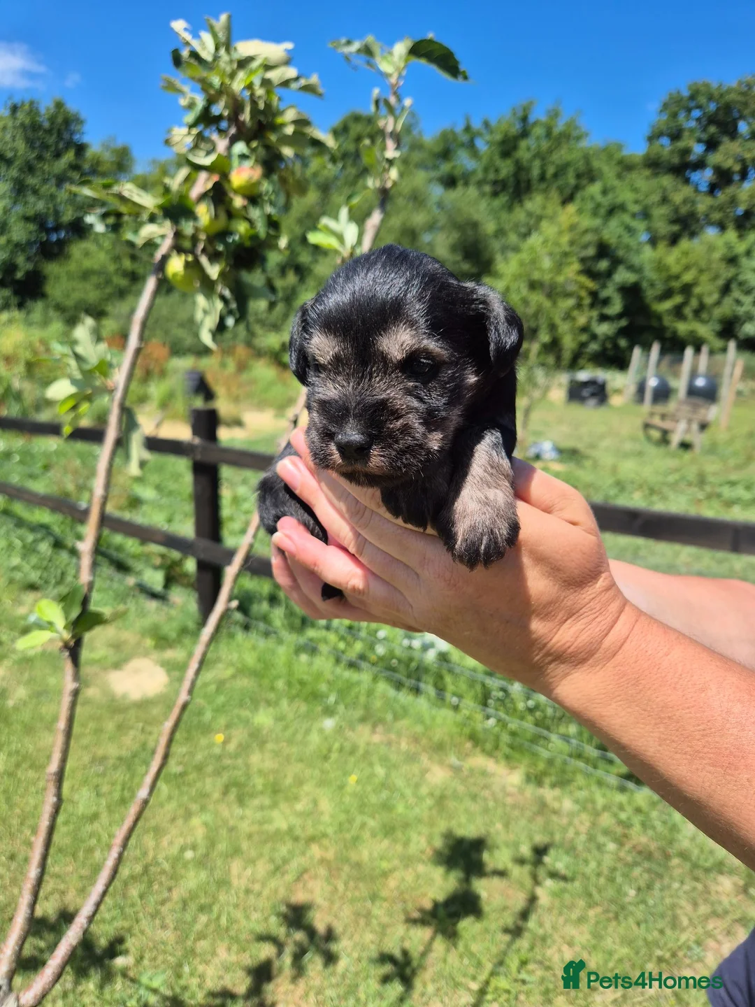 Miniature Schnauzer dogs for sale: KC Registered Health Tested Miniature Schnauzers - Advert 1