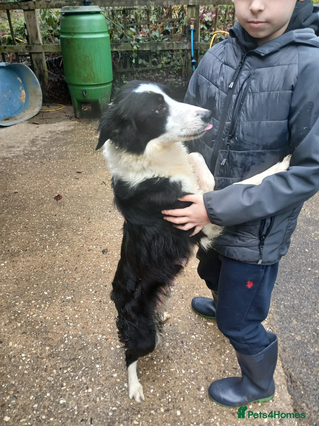 Sprollie dogs for sale: Sprollie Puppies - Advert 4