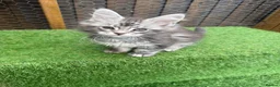 Maine Coon cats for sale: Blue smoke kittens from champion blood line - Advert 9