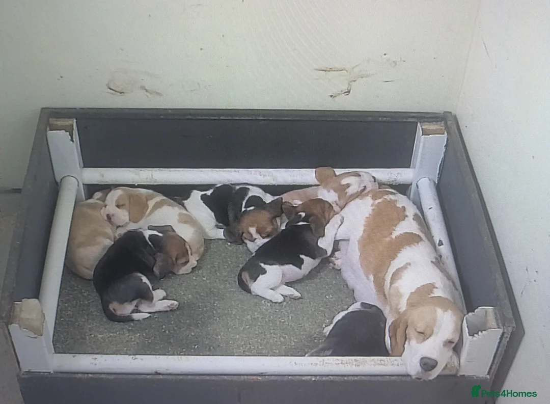 Beagle dogs for sale: Beagle puppies  - Advert 1