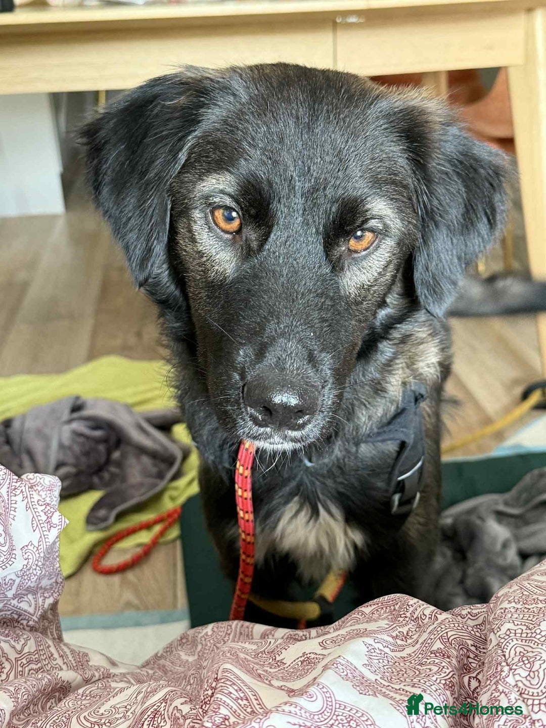 Mixed Breed dogs for adoption: 🐾 Meet Zoya – A Gentle, Goofy Girl - Image 4