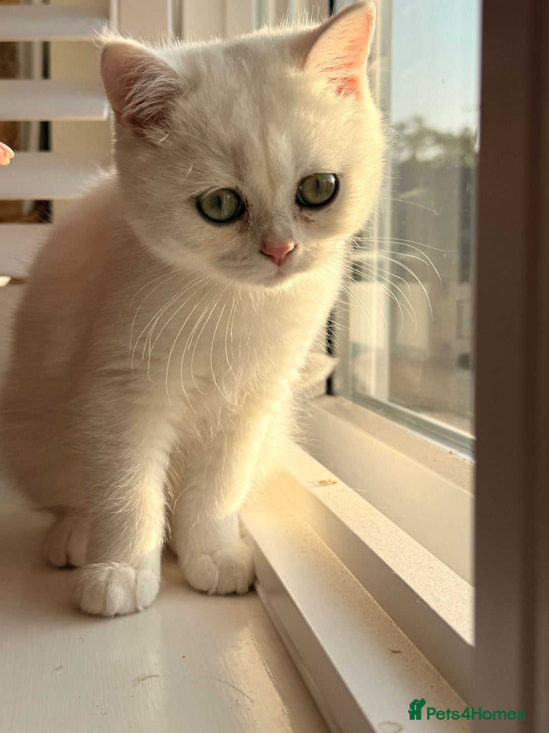 British Shorthair cats for sale: Gorgeous White British Shorthair Girl  - Image 14