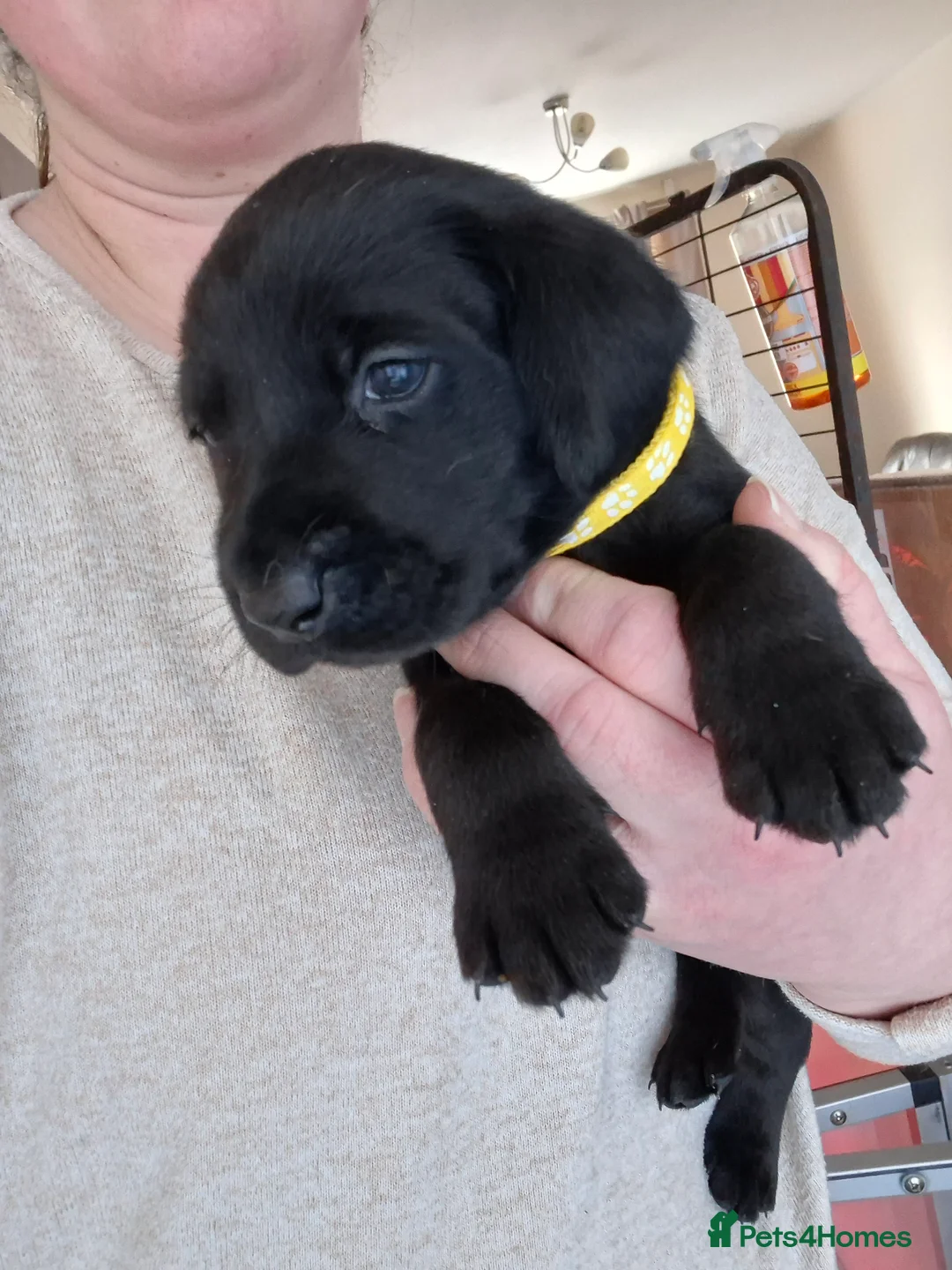 Labrador Retriever dogs for sale: Labrador Retriever litter - Advert 14