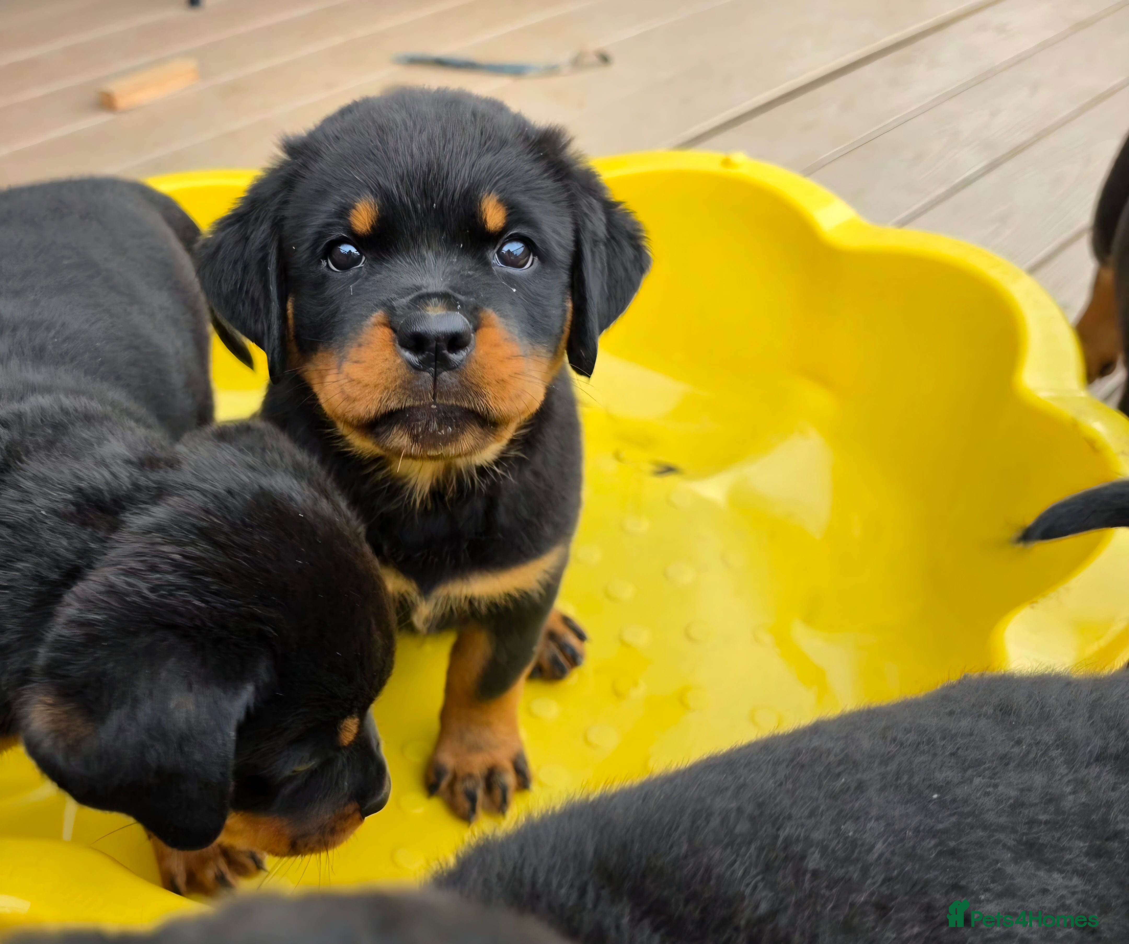 Rottweiler dogs 🐾KC Rottweiler Puppies– Family Raised – 27th Jun - Advert 2