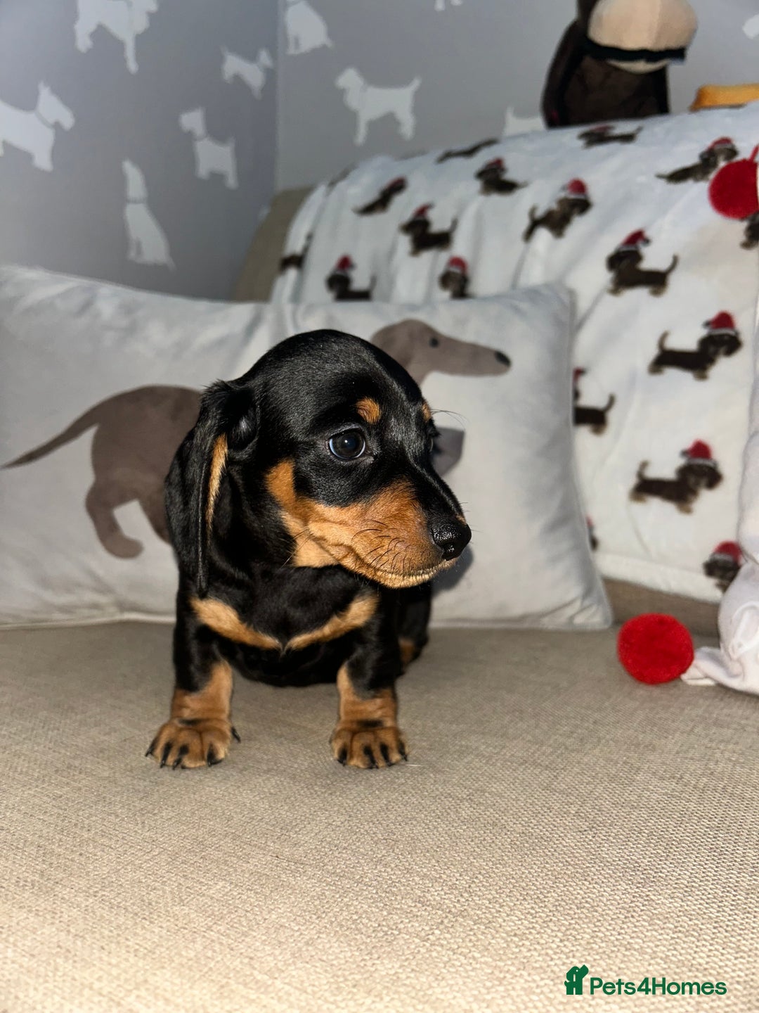 Miniature Dachshund dogs for sale: Miniature Smooth Dachshund Puppies  - Advert 5
