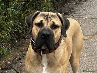 Boerboel dogs Exceptional Young Boerboel – Powerful Guardian - Advert 1