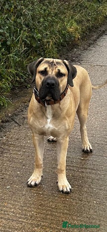 Boerboel dogs Exceptional Young Boerboel – Powerful Guardian - Advert 1