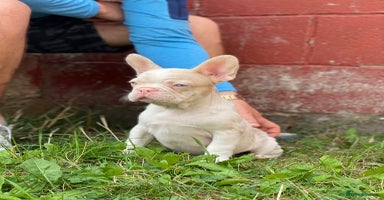 French Bulldog dogs - Advert 4