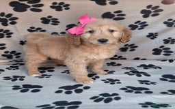 Goldendoodle dogs for sale: Gorgeous standard goldendoodle pups. - Image 15