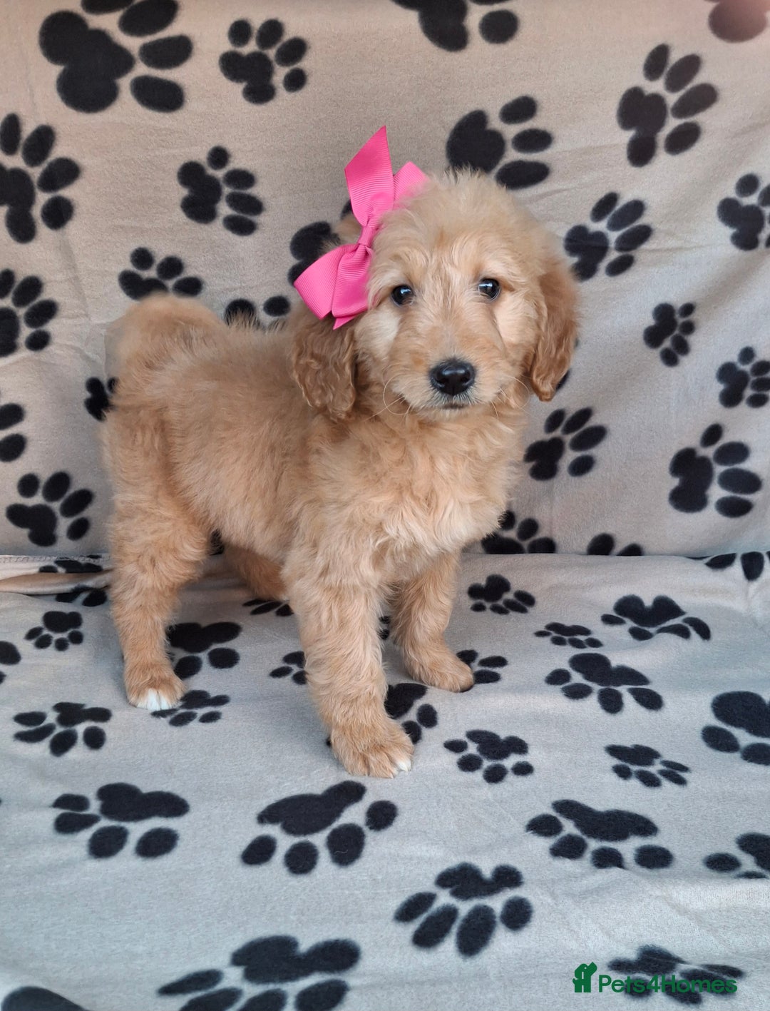 Goldendoodle dogs for sale: Gorgeous standard goldendoodle pups. - Image 15