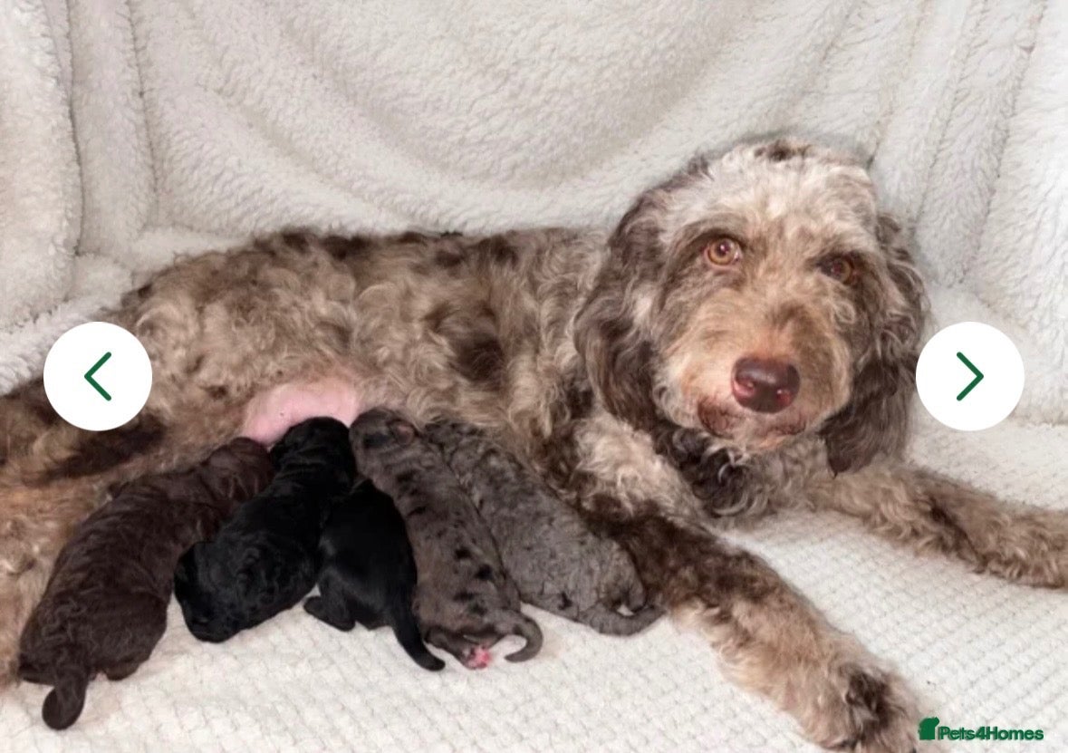 Cockapoo dogs **LAST LITTLE CHOCOLATE COCKAPOO** - Advert 9