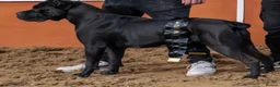 Cane Corso dogs for sale: Cane Corso Female Puppy, Grand Champion Bloodline - Advert 7