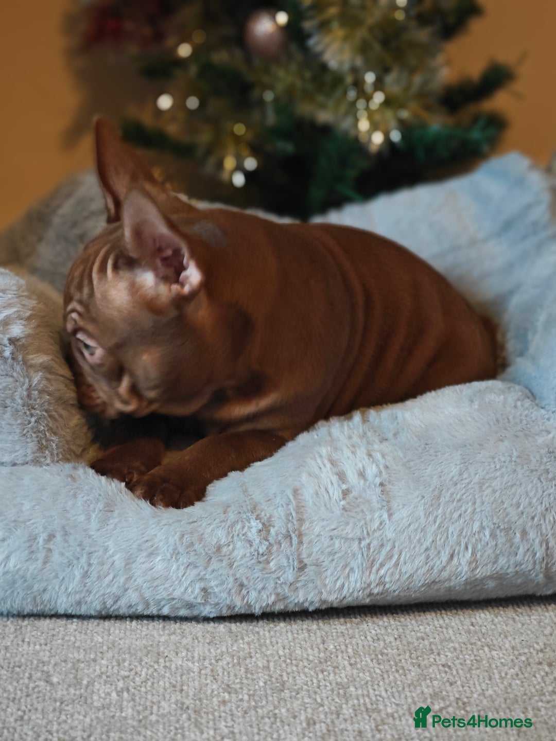 French Bulldog dogs for sale: Reduced Isabella and New Shade Isabella Puppies  - Advert 13