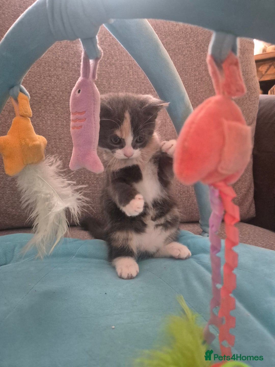 Norwegian Forest Cat cats for sale: Stunning female kitten (REDUCED) in Belper - Image 4