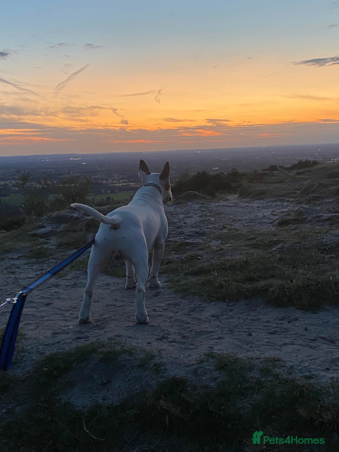 English Bull Terrier dogs for stud: English bull terrier for stud  - Advert 9