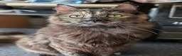 Ragdoll cats for sale: Gorgeous Tortie Cross Ragdoll Girl - Advert 3