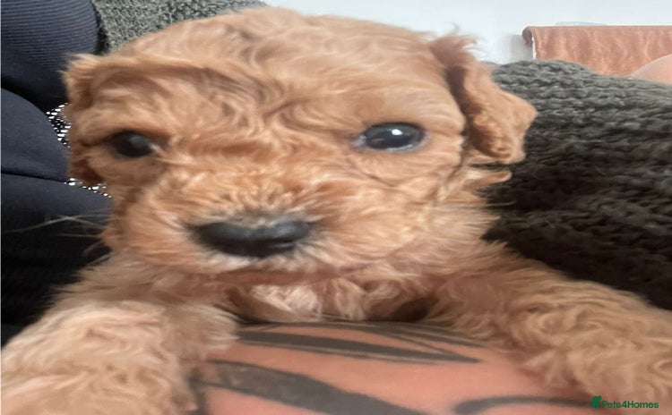 Cavapoo dogs - Advert 10