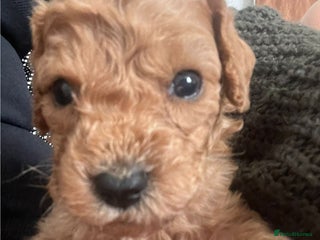 Cavapoo dogs - Advert 20