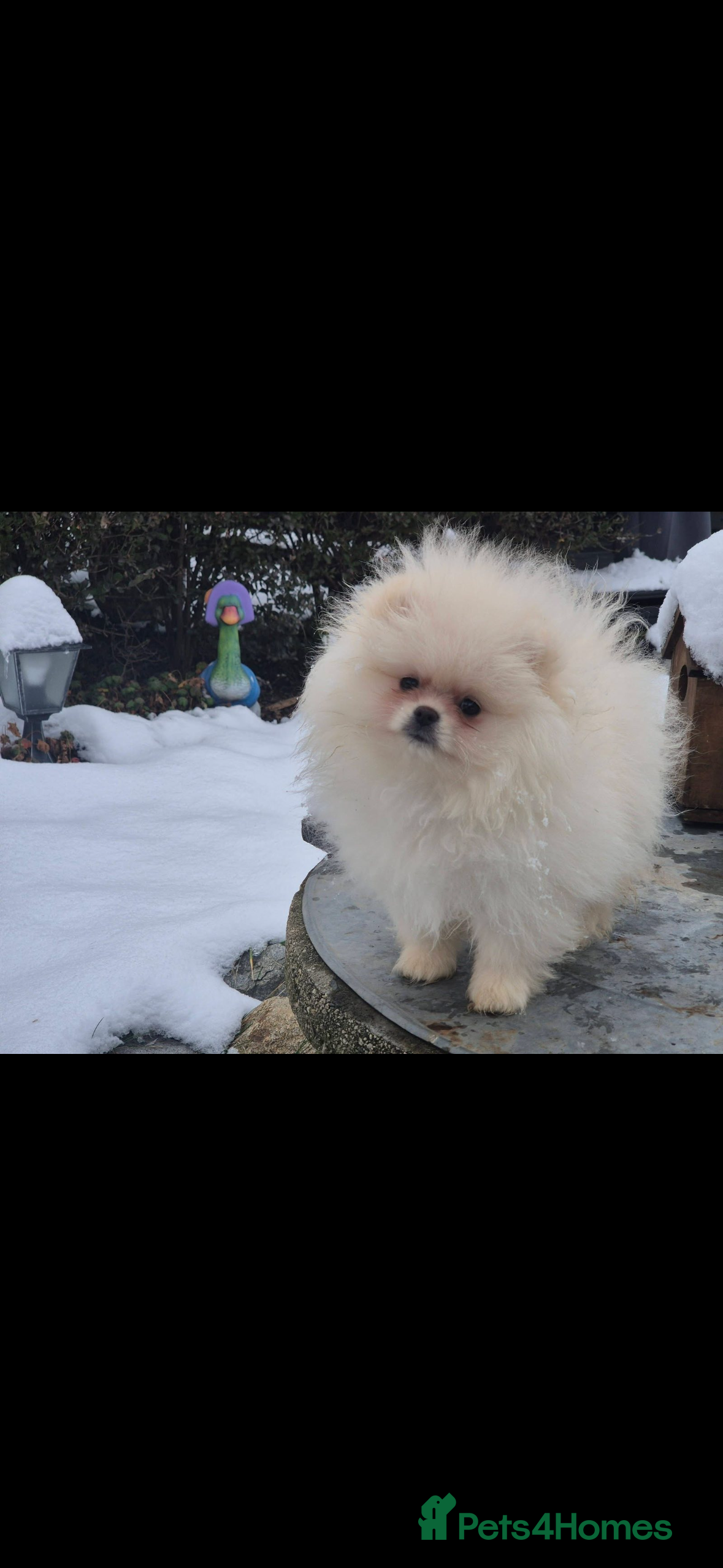 Pomeranian dogs Male Pomeranian - Advert 15